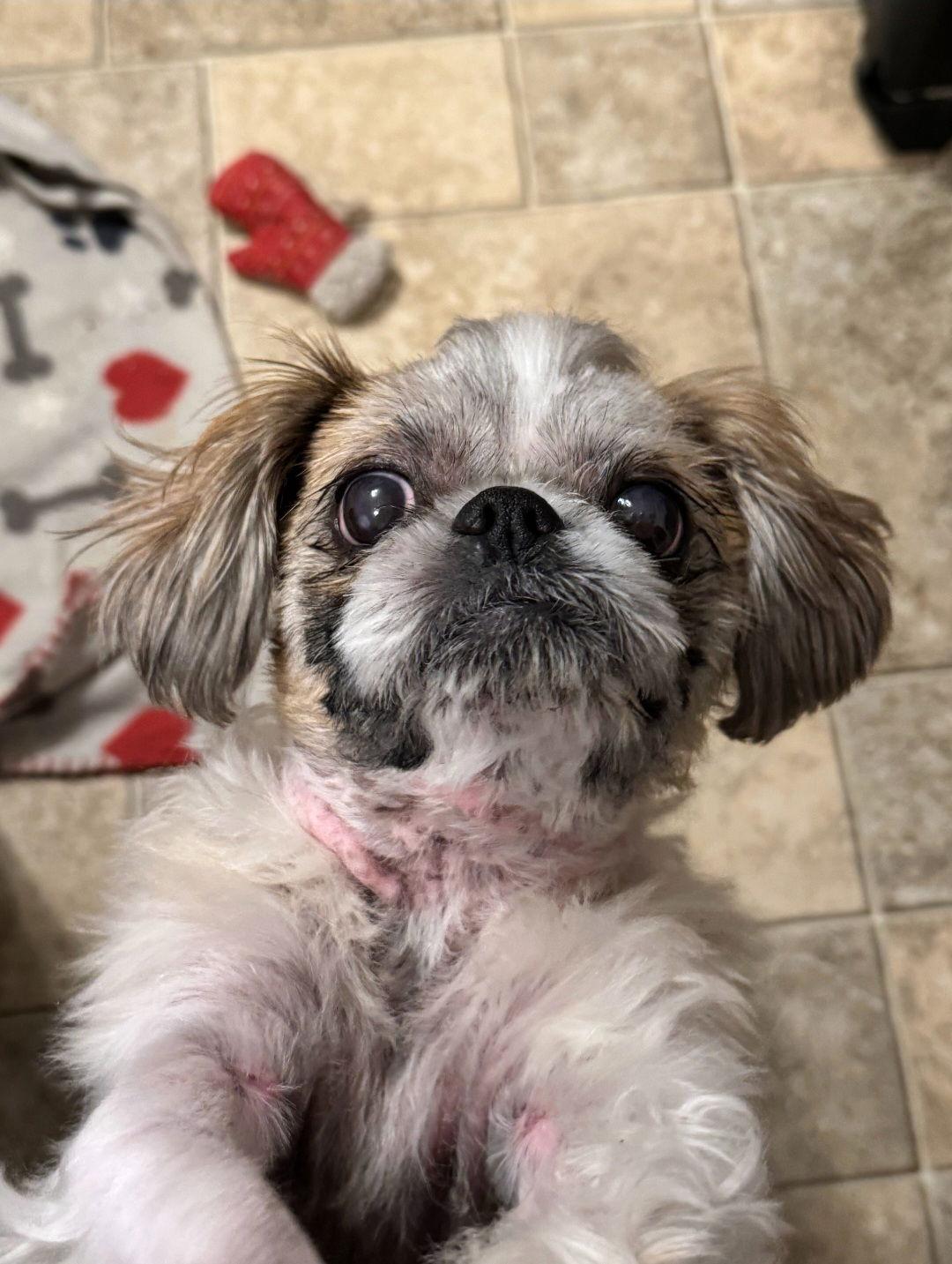 Pooh, Adoptable, Young Male Shih Tzu.