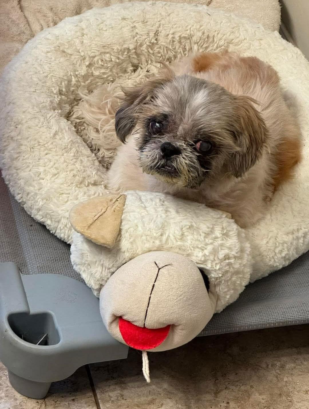 Enlarge Pooh, a Adoptable Shih Tzu in Hollywood, MD image 2/2