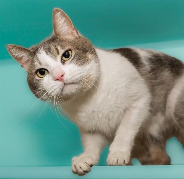 FELIX, Adoptable, Adult Male Domestic Short Hair & Domestic Short Hair.