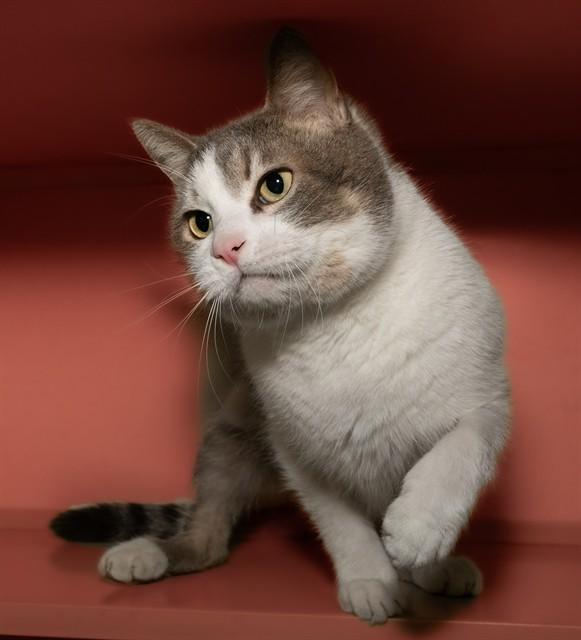 FELIX, Adoptable, Adult Male Domestic Short Hair & Domestic Short Hair.