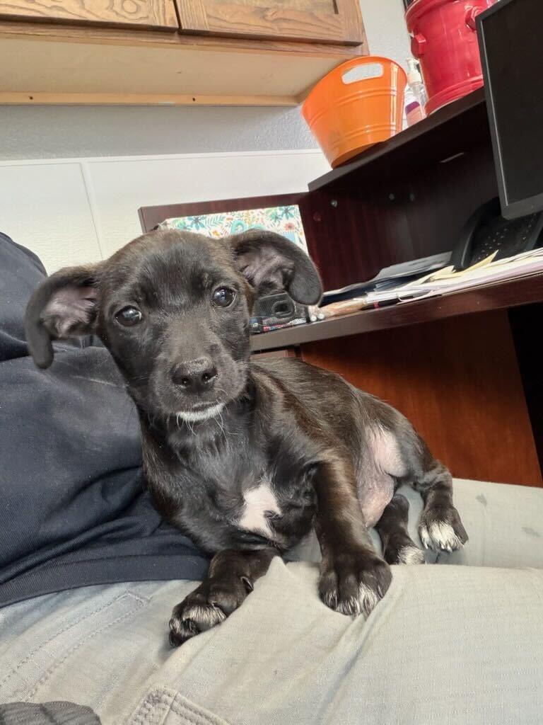 Enlarge Ricky, a Adoptable mixed breed in Portland, ME image 1/1