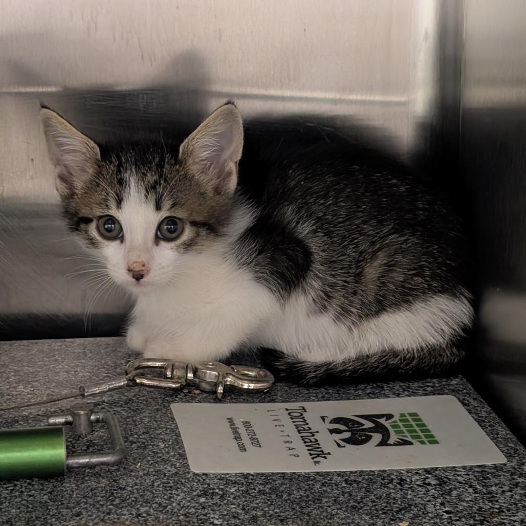 Jane, Adoptable, Kitten Female Domestic Short Hair.