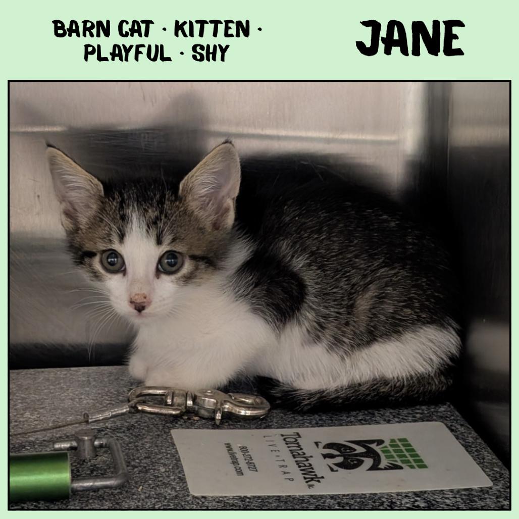 Jane, a Adoptable Domestic Short Hair in Emporia, KS image 2/3