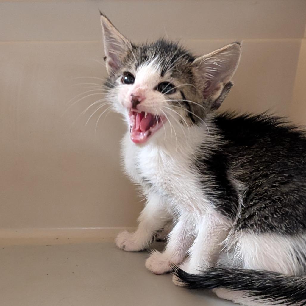 Jane, a Adoptable Domestic Short Hair in Emporia, KS image 3/3