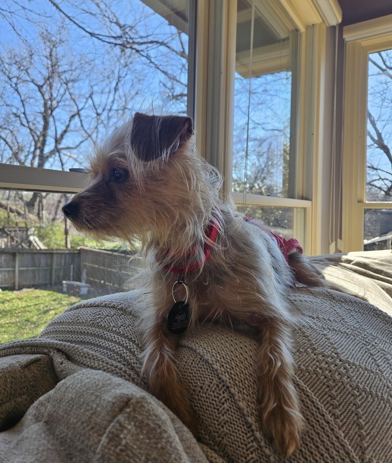 Gemma, ADOPTABLE, Adult Female Yorkshire Terrier.