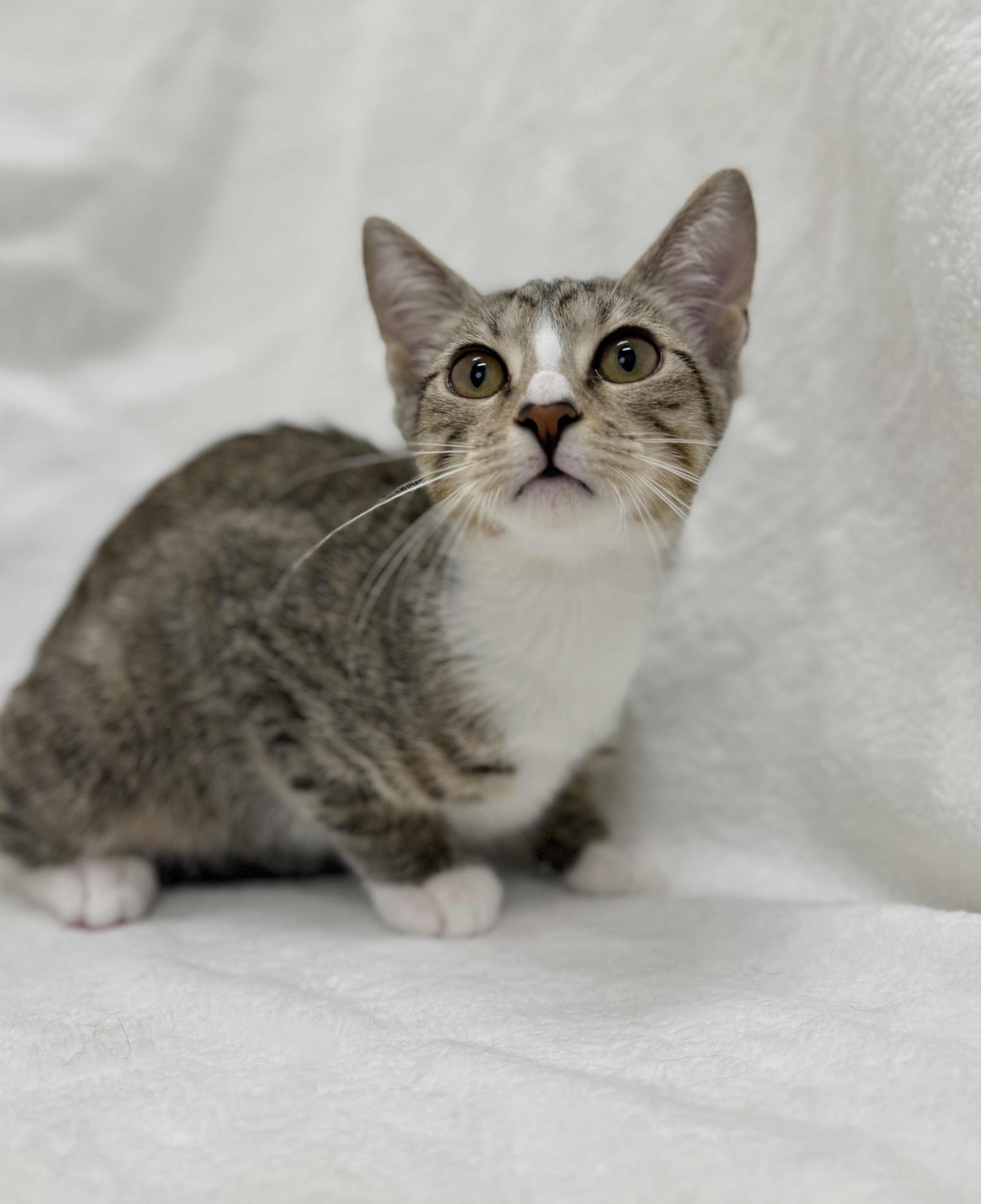 Joanie, Adoptable, Kitten Female Domestic Short Hair & Tabby.
