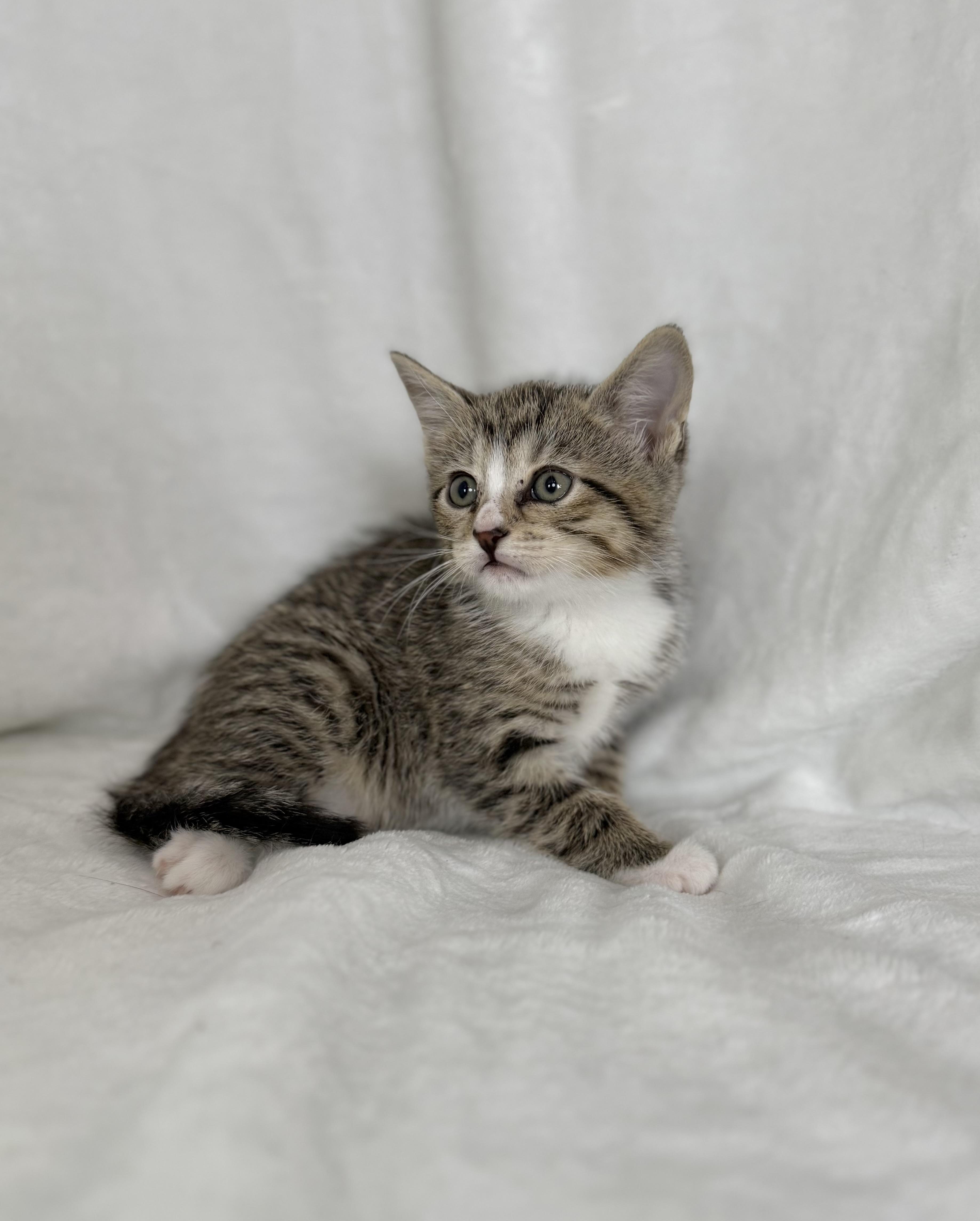 Enlarge Joanie, a Adoptable mixed breed in Greensboro, NC image 2/4