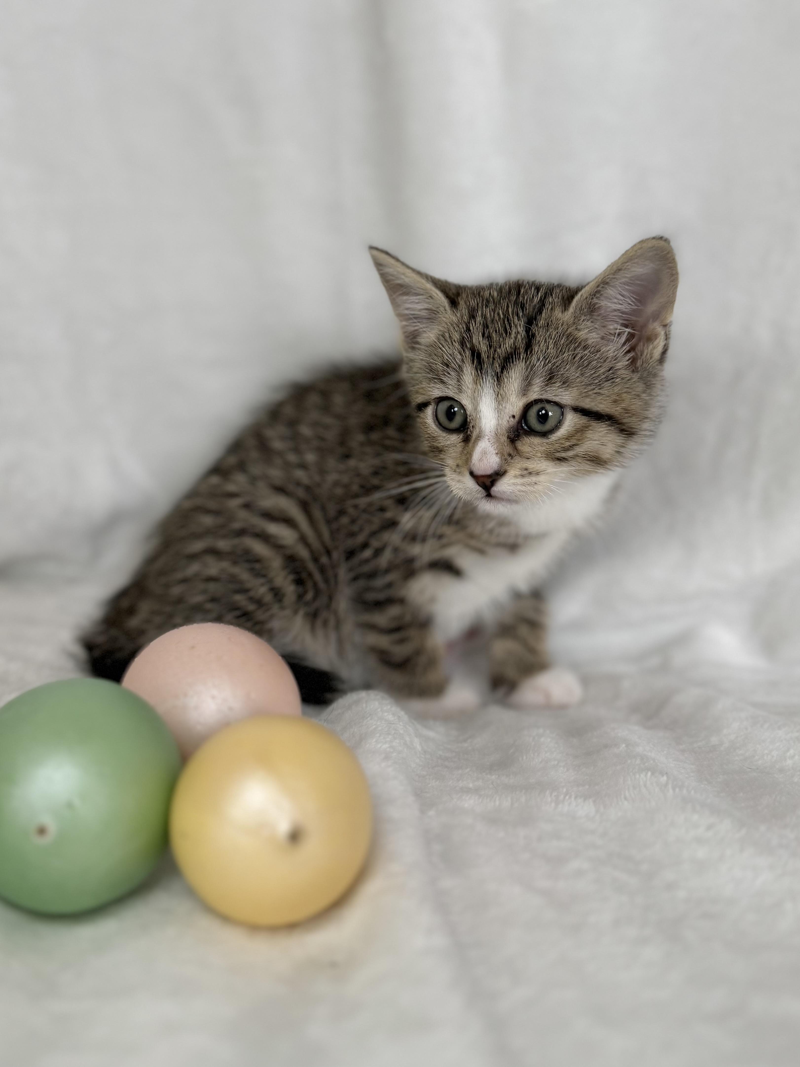 Enlarge Joanie, a Adoptable mixed breed in Greensboro, NC image 3/4