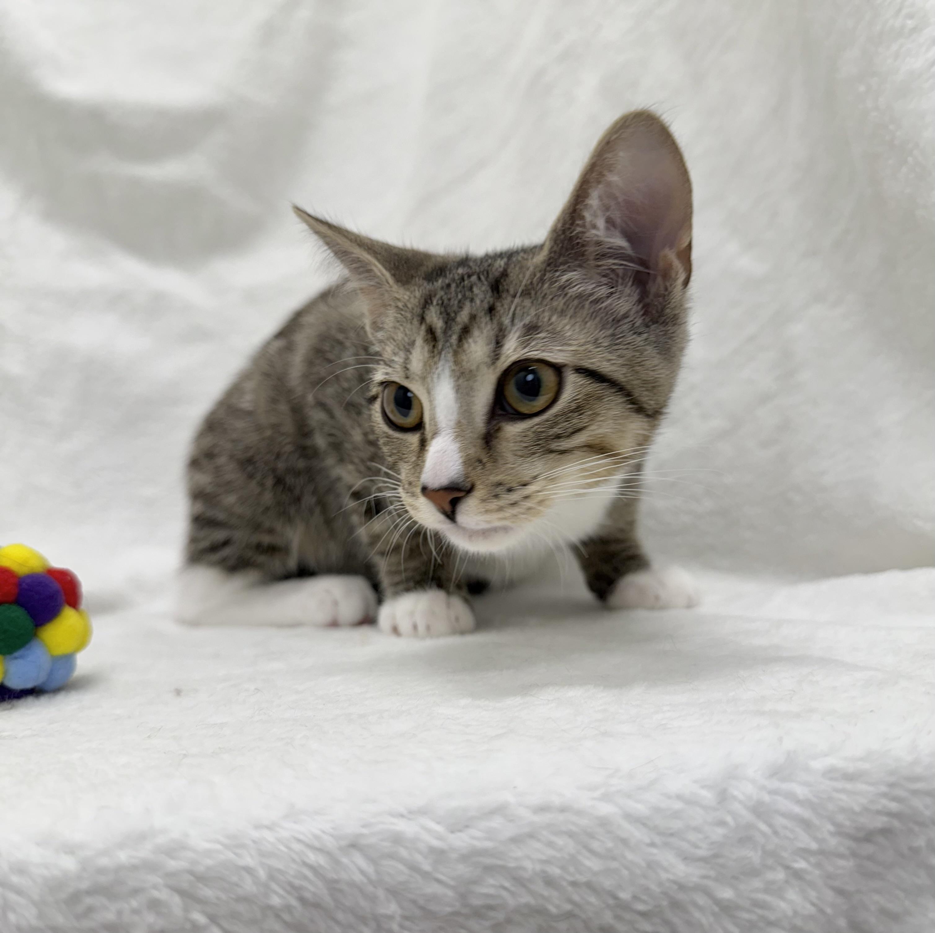 Enlarge Joanie, a Adoptable mixed breed in Greensboro, NC image 4/4