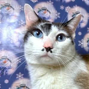 Humphrey  Stunning Snowshoe! thumbnail 2