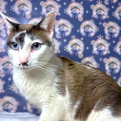 Humphrey Stunning Snowshoe!