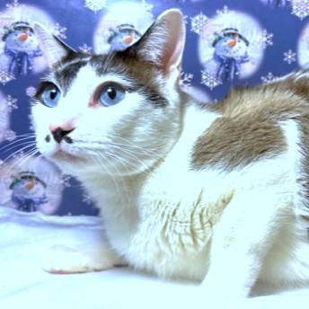 Humphrey  Stunning Snowshoe! thumbnail 3