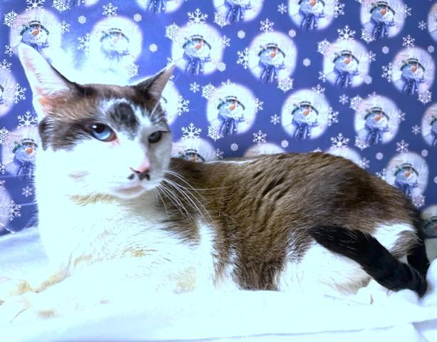 Humphrey  Stunning Snowshoe! thumbnail 4