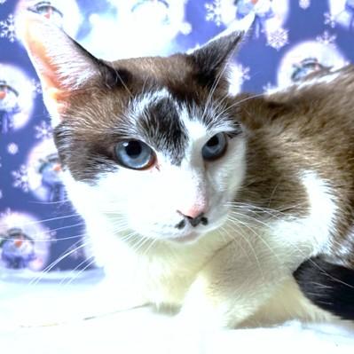 Humphrey  Stunning Snowshoe! thumbnail 5