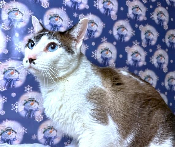 Humphrey  Stunning Snowshoe! thumbnail 6