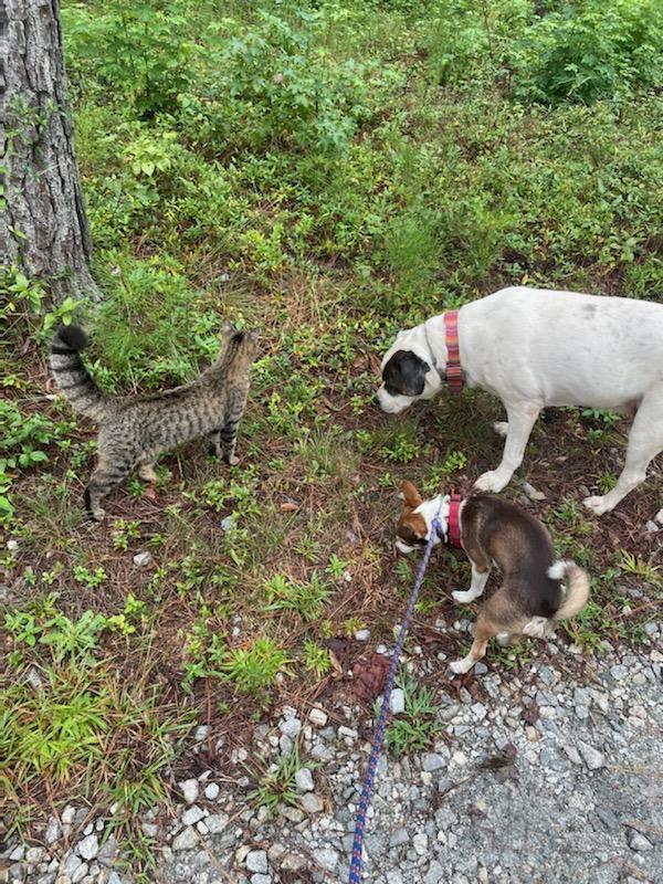 Tiny, Adopted, Adult Male Chihuahua.