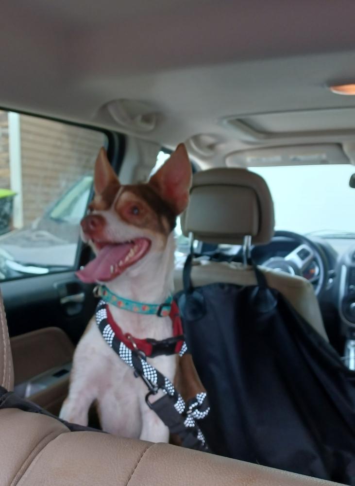 Enlarge Tiny, a Adopted Chihuahua in Newnan, GA image 2/4