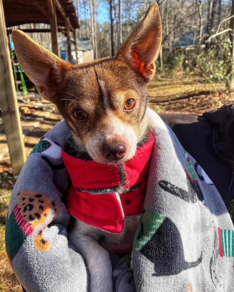 Enlarge Tiny, a Adopted Chihuahua in Newnan, GA image 3/4