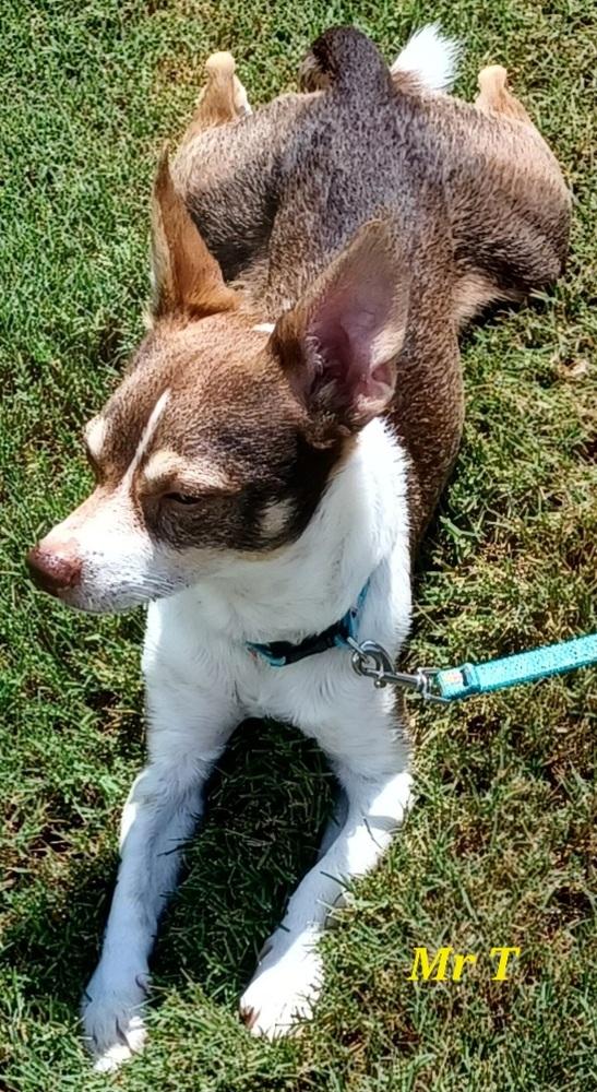 Enlarge Tiny, a Adopted Chihuahua in Newnan, GA image 4/4