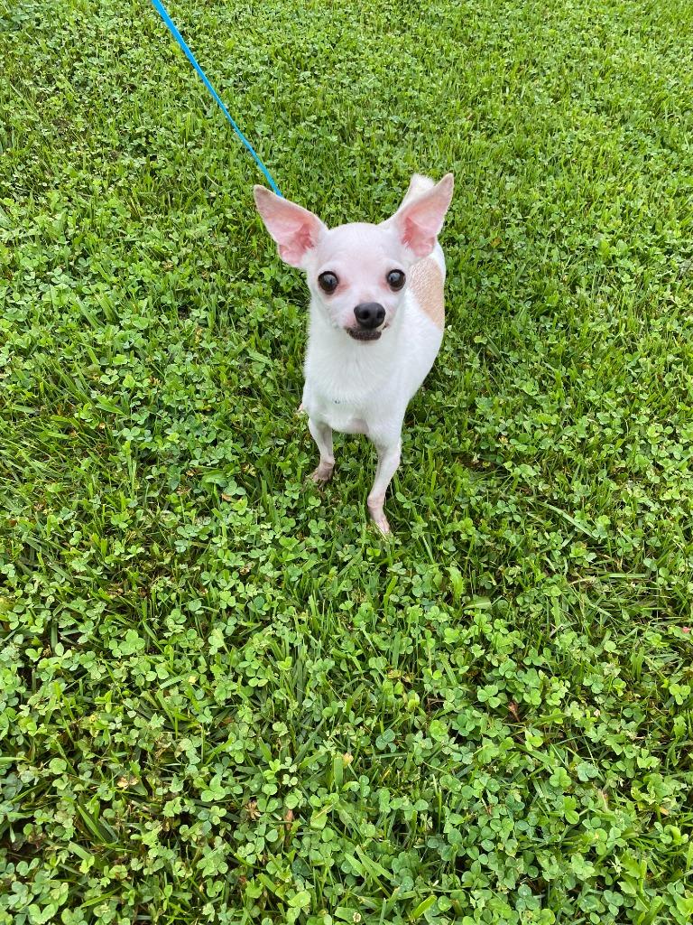 BUG, Adopted, Senior Male Chihuahua.