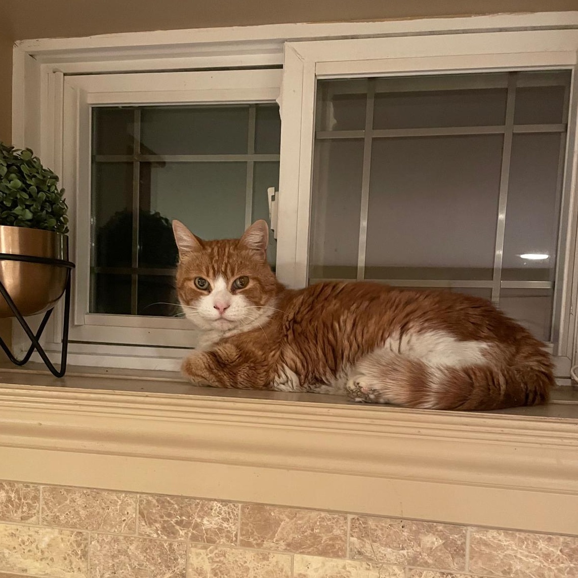 Essa *special needs - diabetic*, a Adoptable Domestic Short Hair in Pickering, ON image 2/5