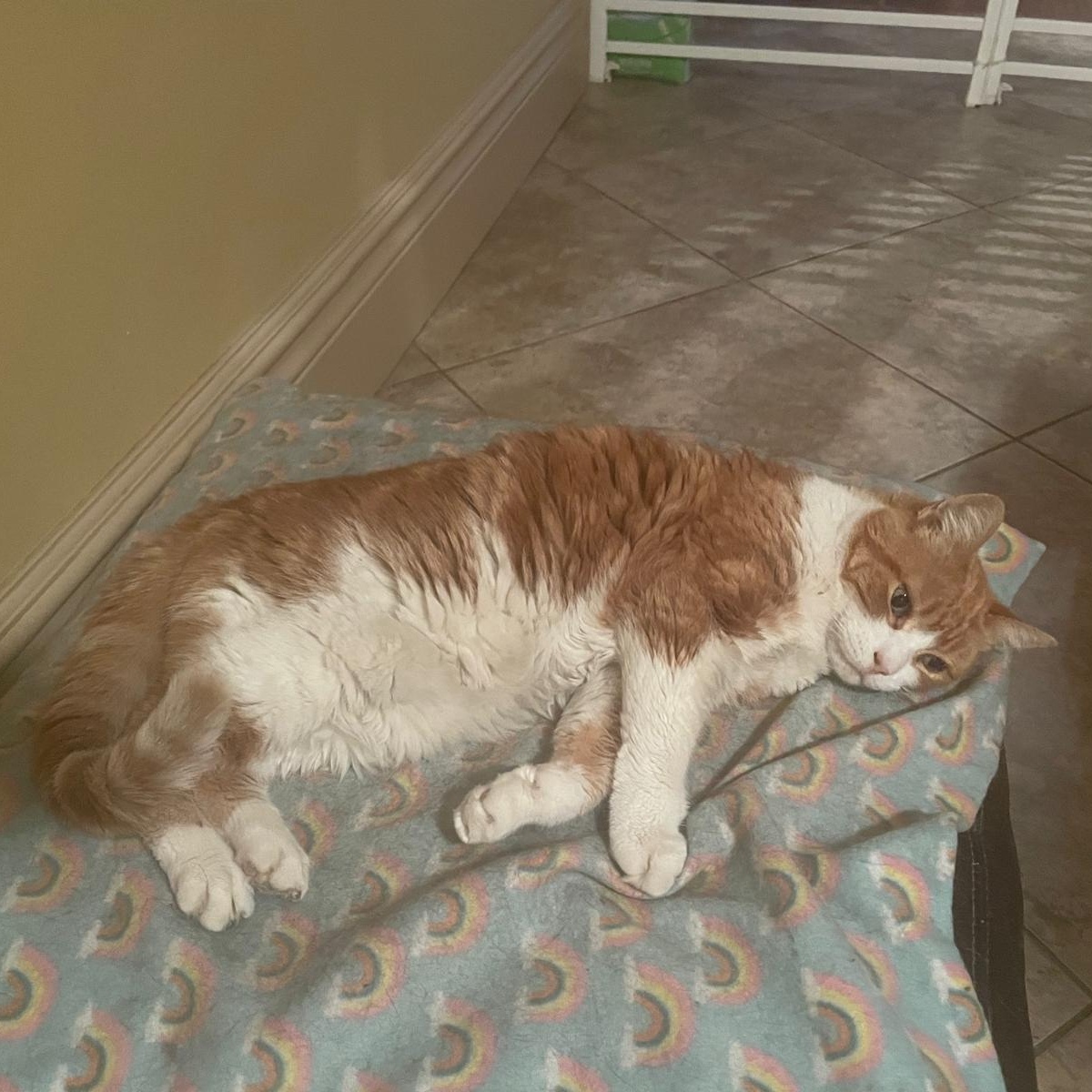 Essa *special needs - diabetic*, a Adoptable Domestic Short Hair in Pickering, ON image 4/5