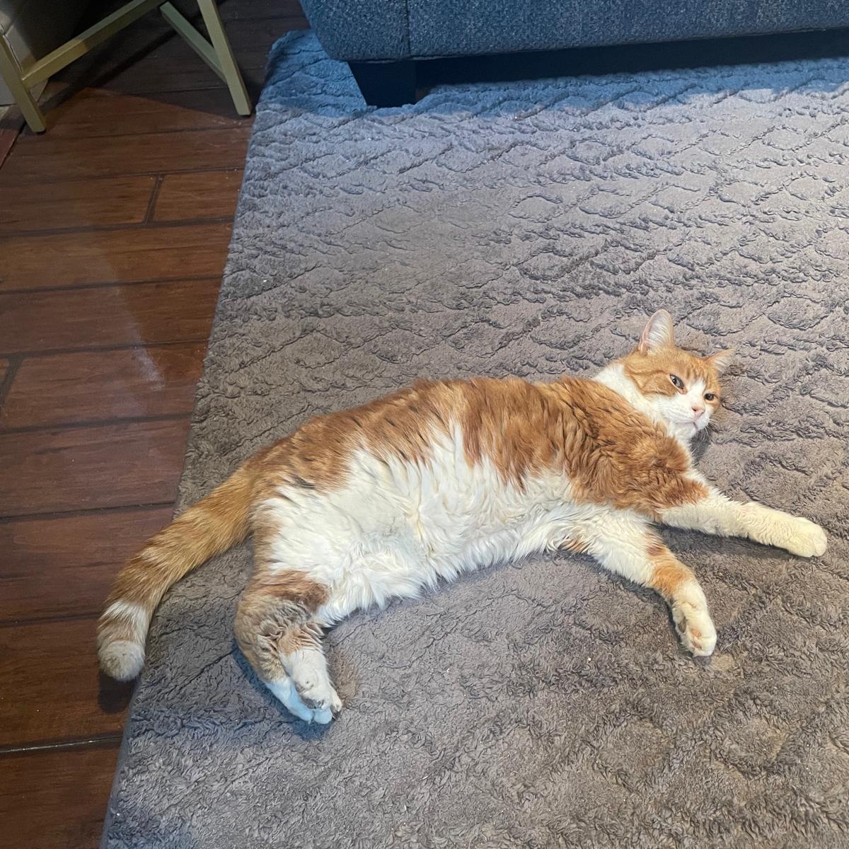 Essa *special needs - diabetic*, a Adoptable Domestic Short Hair in Pickering, ON image 5/5