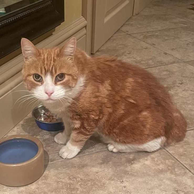 Essa *special needs - diabetic*, Adoptable, Adult Female Domestic Short Hair.