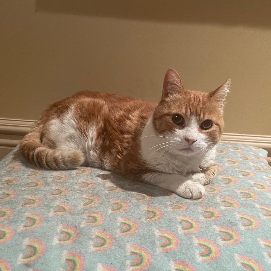 Essa *special needs - diabetic*, a Adoptable Domestic Short Hair in Pickering, ON image 3/5