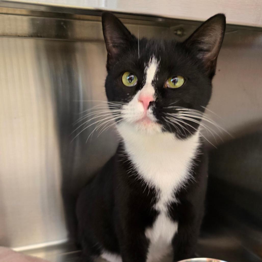 Kringle, Adoptable, Adult Female Domestic Short Hair & Domestic Short Hair.