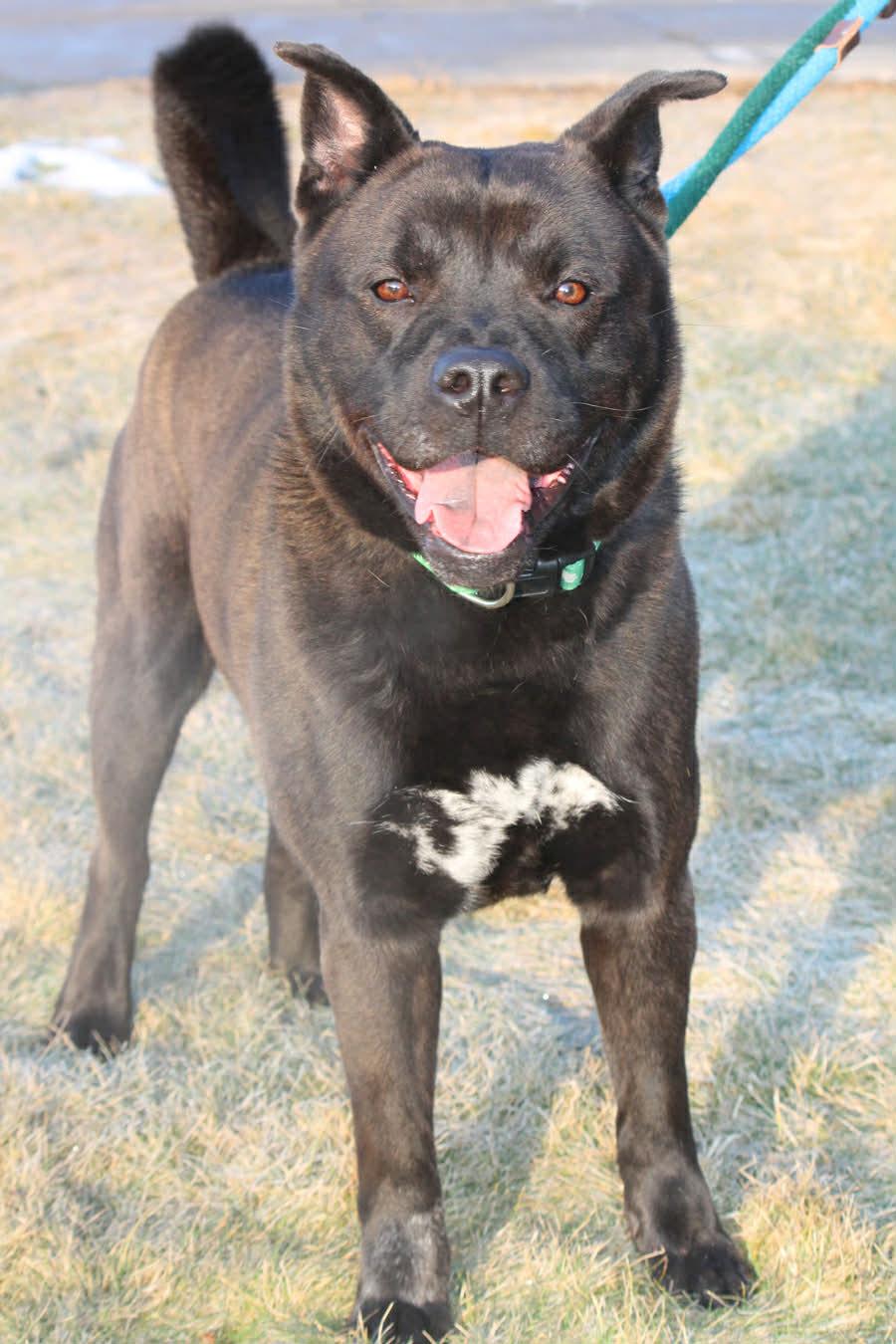 MARK (patient and a good walker), an adopted mixed breed in Wyandotte, MI image 2/6