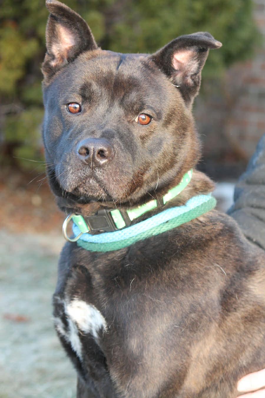 MARK (patient and a good walker), an adopted mixed breed in Wyandotte, MI image 1/6