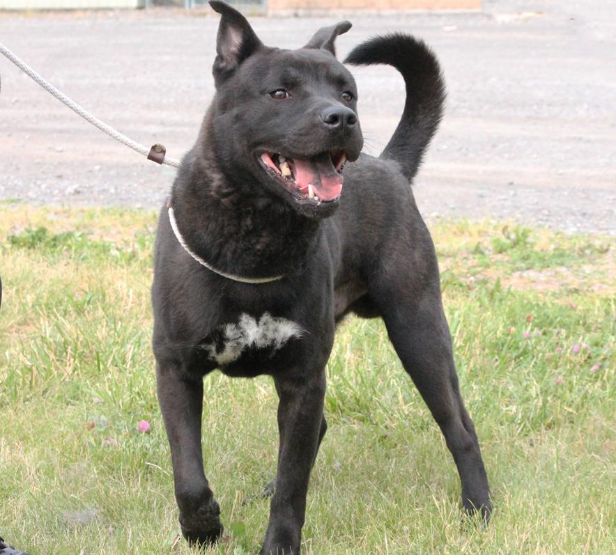 MARK (patient and a good walker), Adoptable, Adult Male Akita & Terrier.