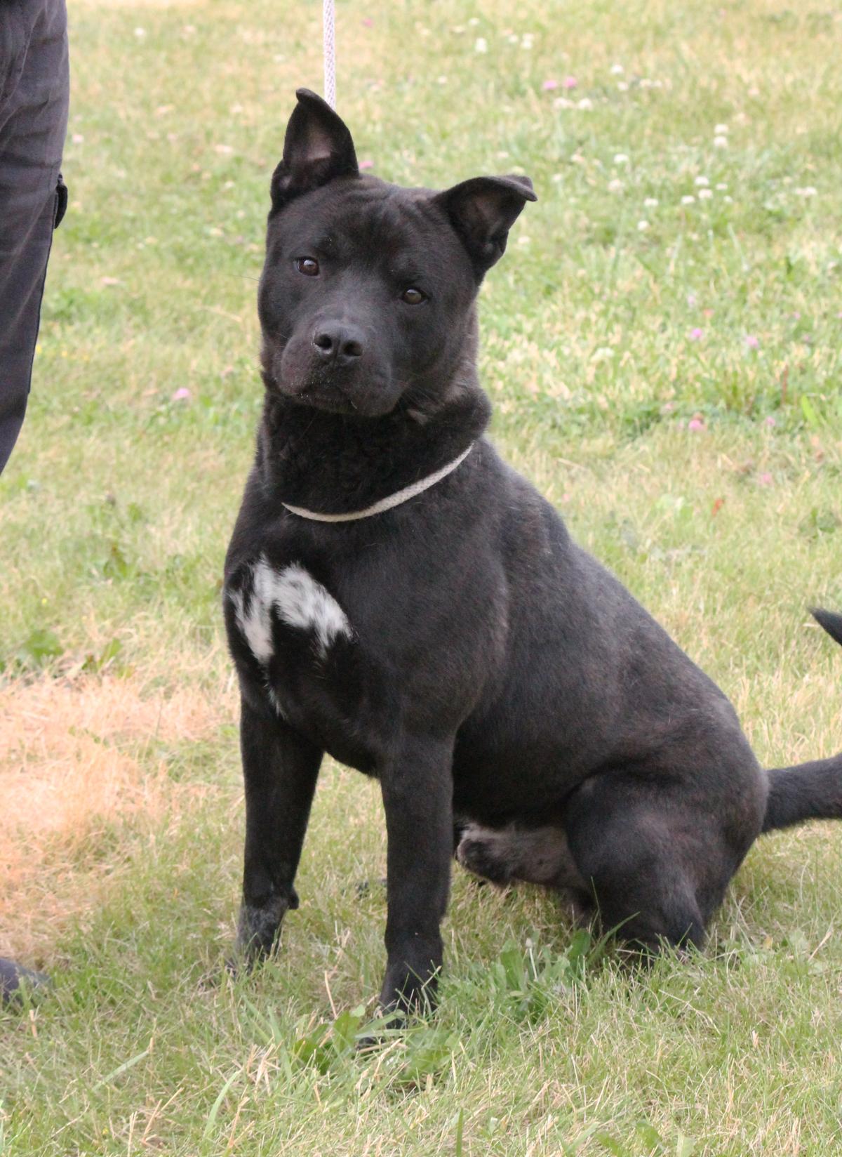 MARK (patient and a good walker), a Adoptable mixed breed in Wyandotte, MI image 2/4