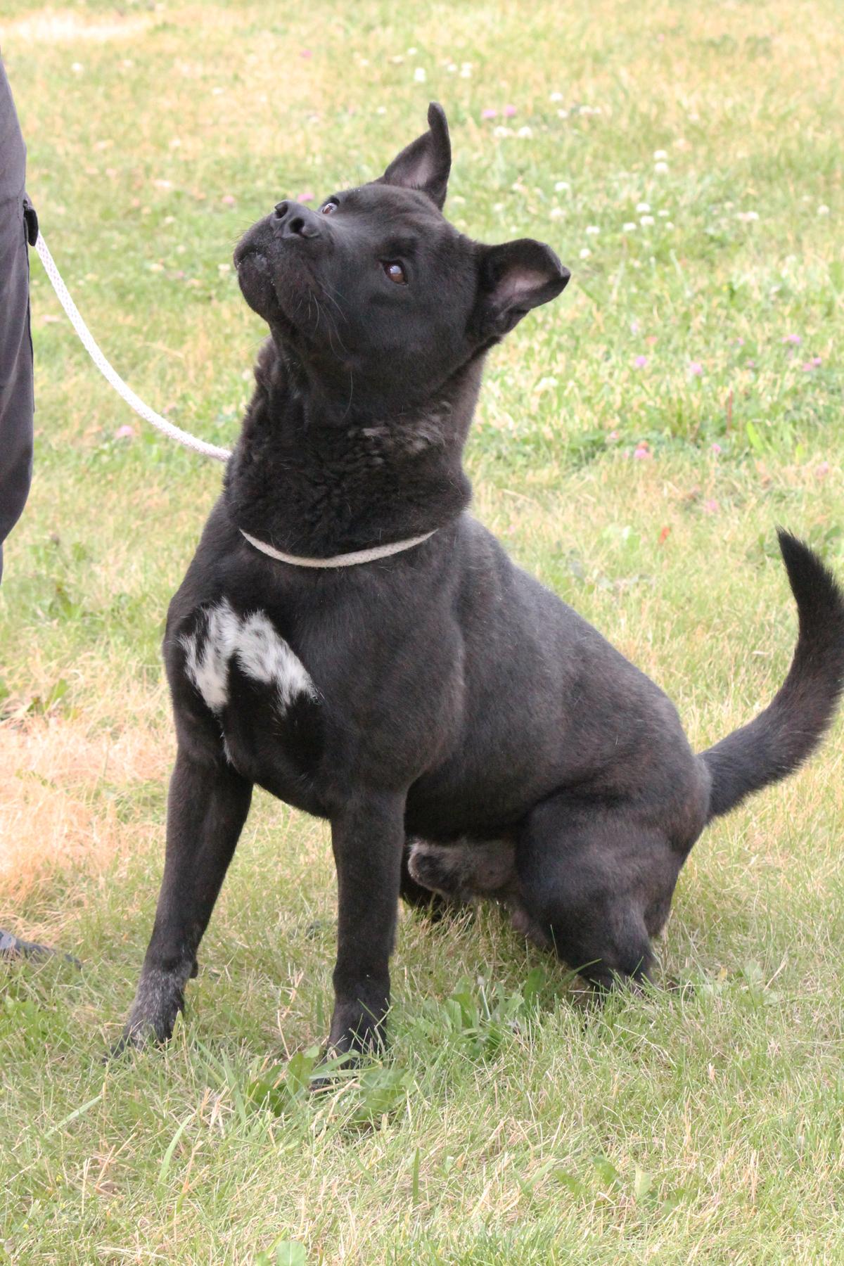 MARK (patient and a good walker), a Adoptable mixed breed in Wyandotte, MI image 3/4