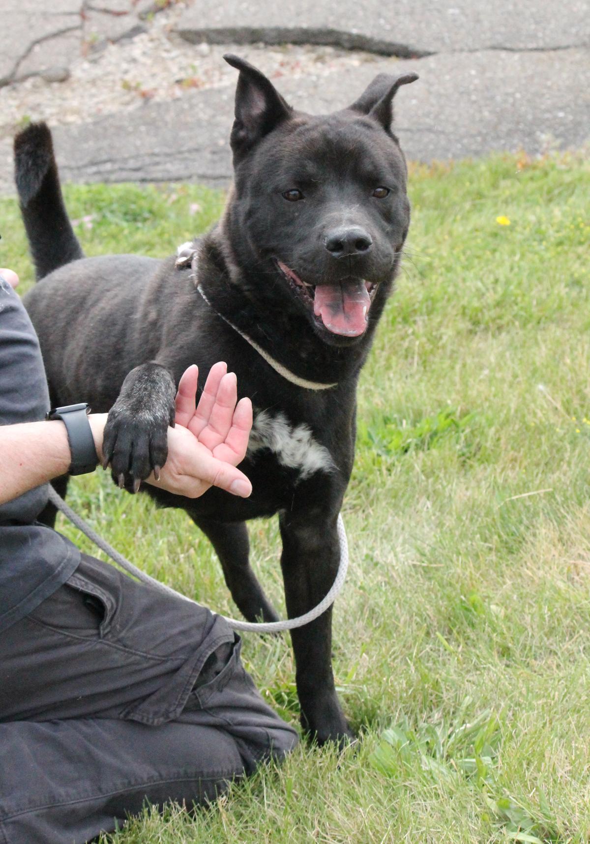 MARK (patient and a good walker), a Adoptable mixed breed in Wyandotte, MI image 4/4