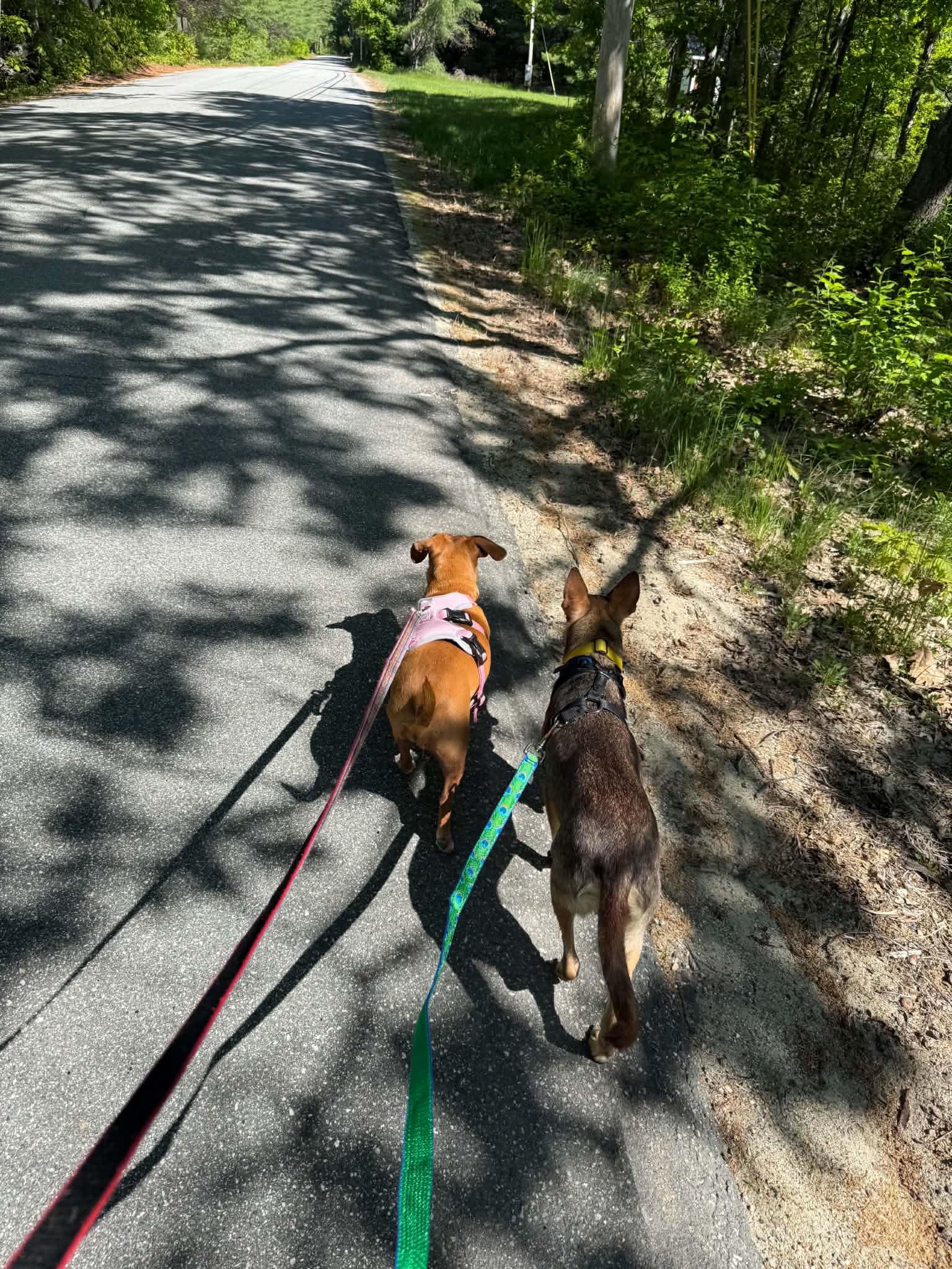 Enlarge Cocoa, a ADOPTABLE mixed breed in Naples, ME image 5/6