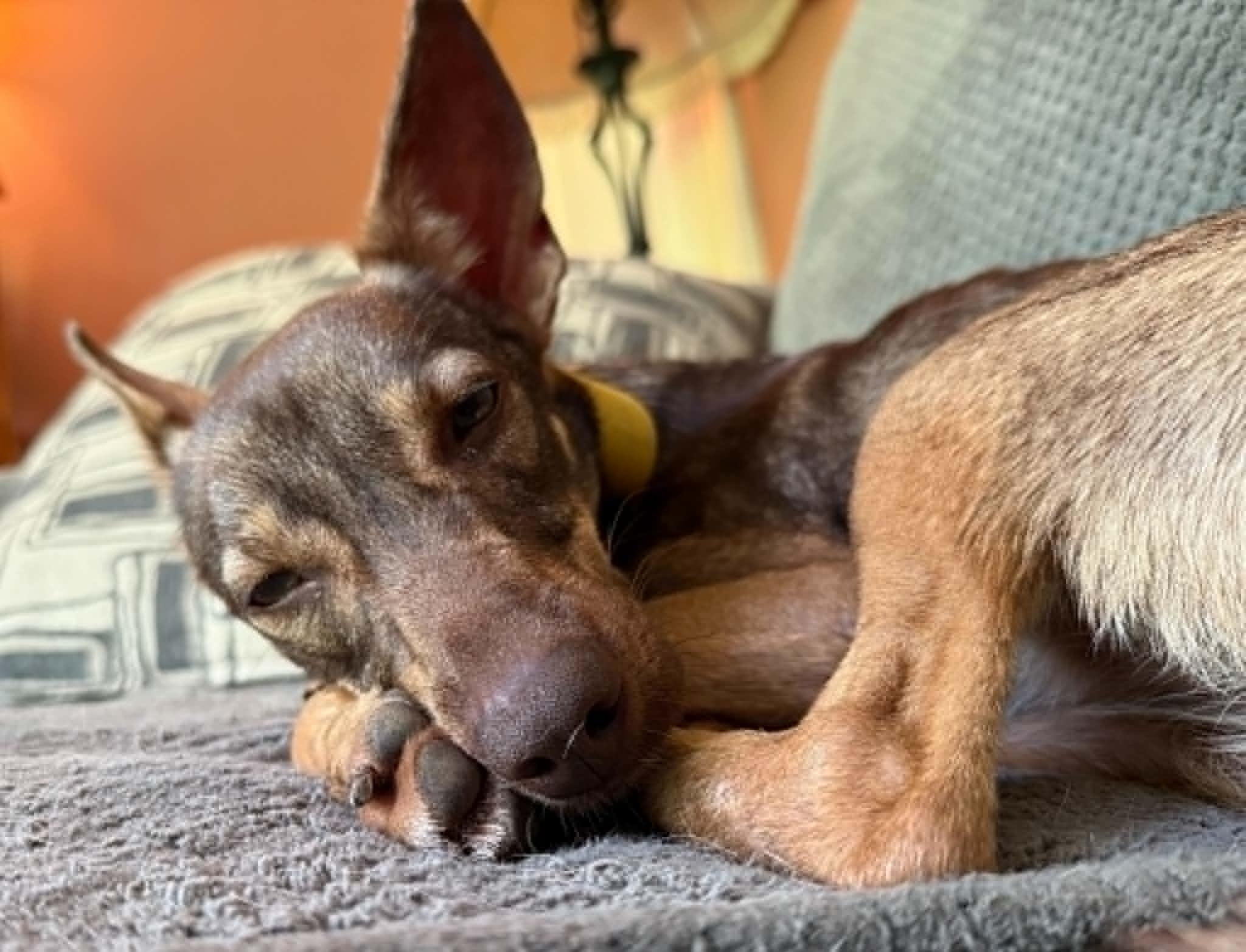 Enlarge Cocoa, a ADOPTABLE mixed breed in Naples, ME image 4/6