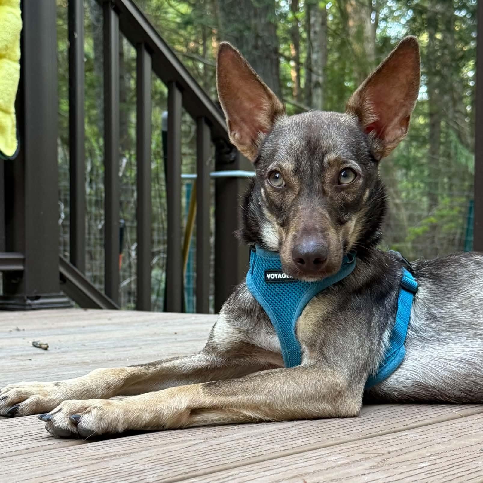 Enlarge Cocoa, a ADOPTABLE mixed breed in Naples, ME image 1/6