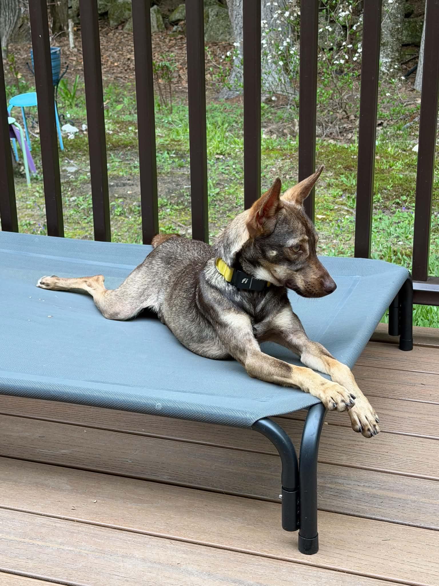 Enlarge Cocoa, a ADOPTABLE mixed breed in Naples, ME image 6/6