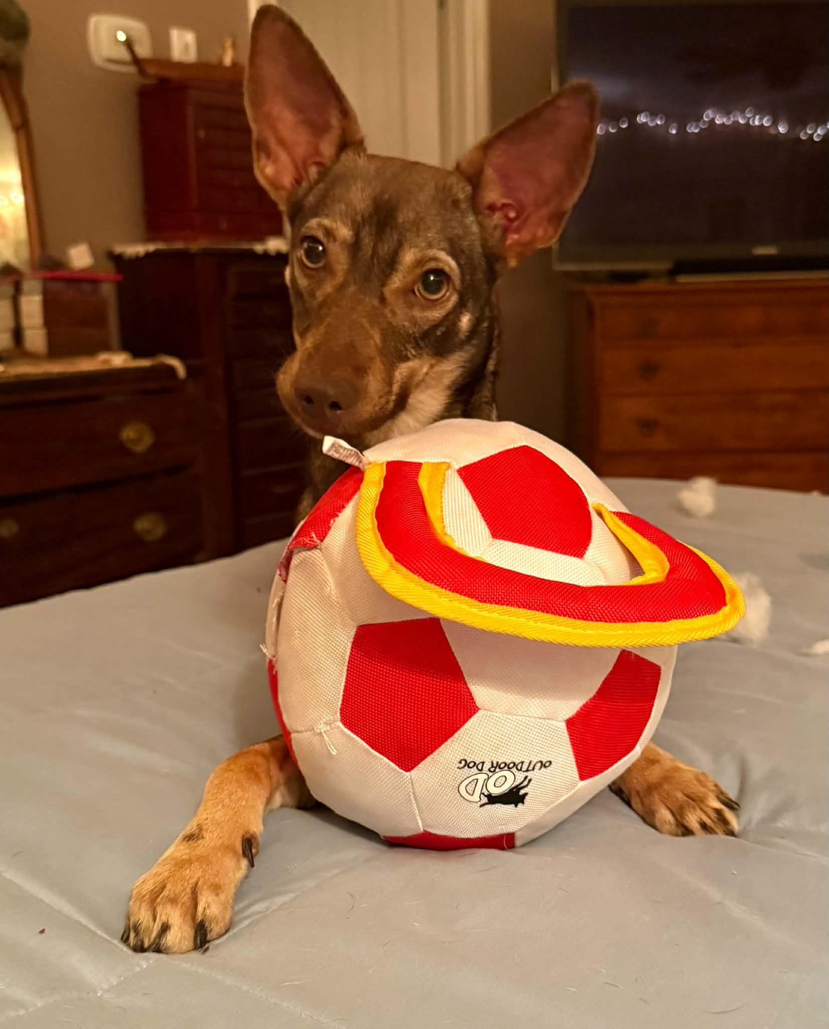 Enlarge Cocoa, a ADOPTABLE mixed breed in Naples, ME image 3/6