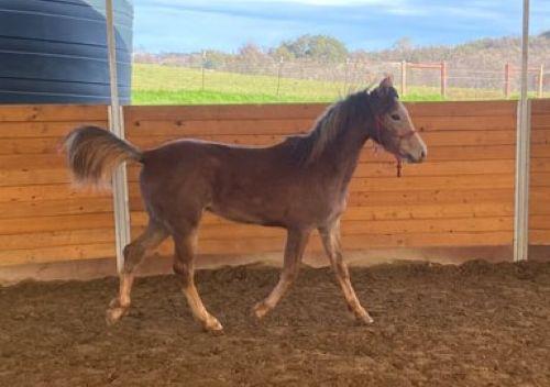 Theo - Young Horse, Adoptable, Young Male Arabian.