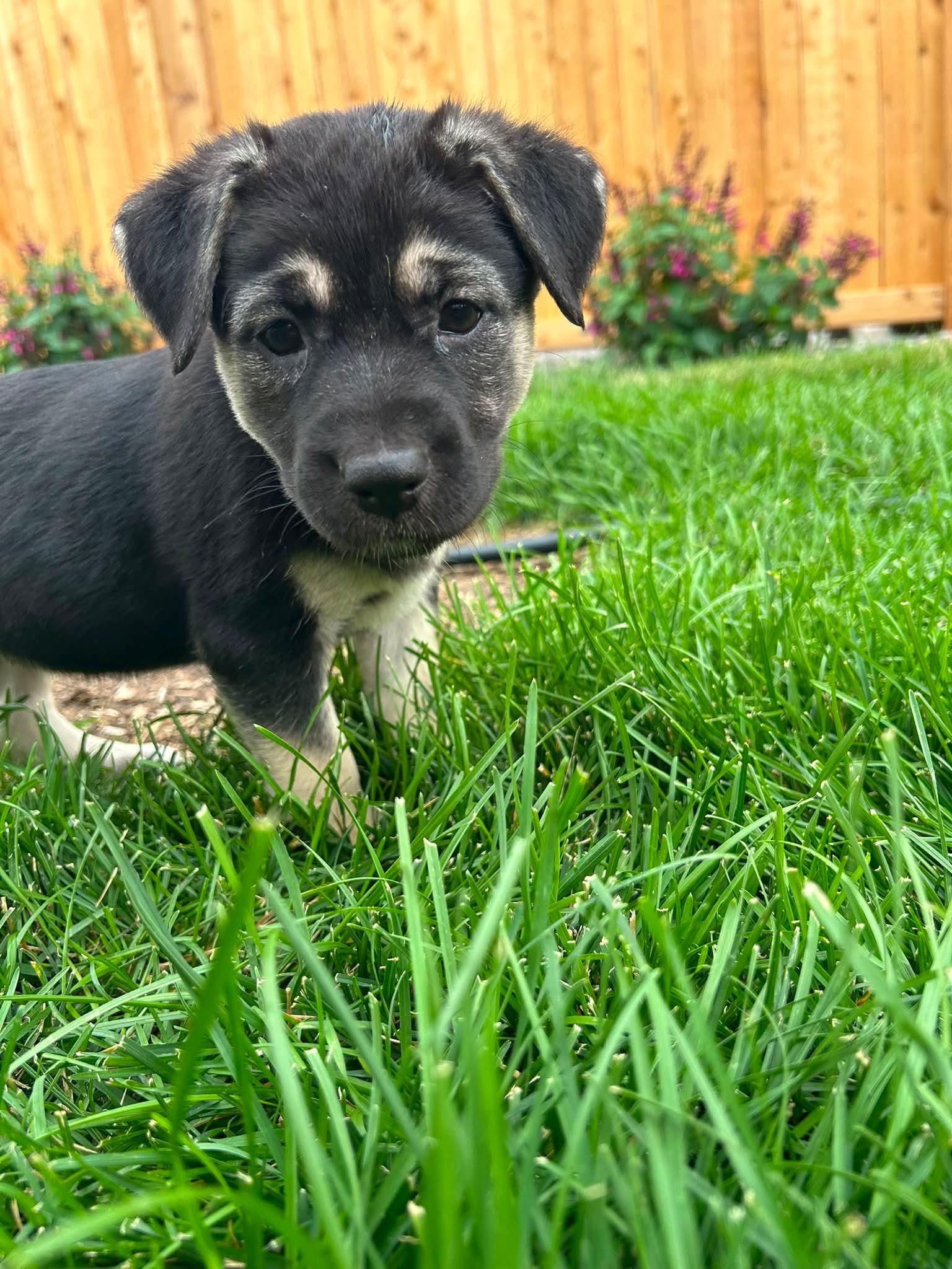 Spain, a ADOPTABLE mixed breed in Fort Collins, CO image 2/2
