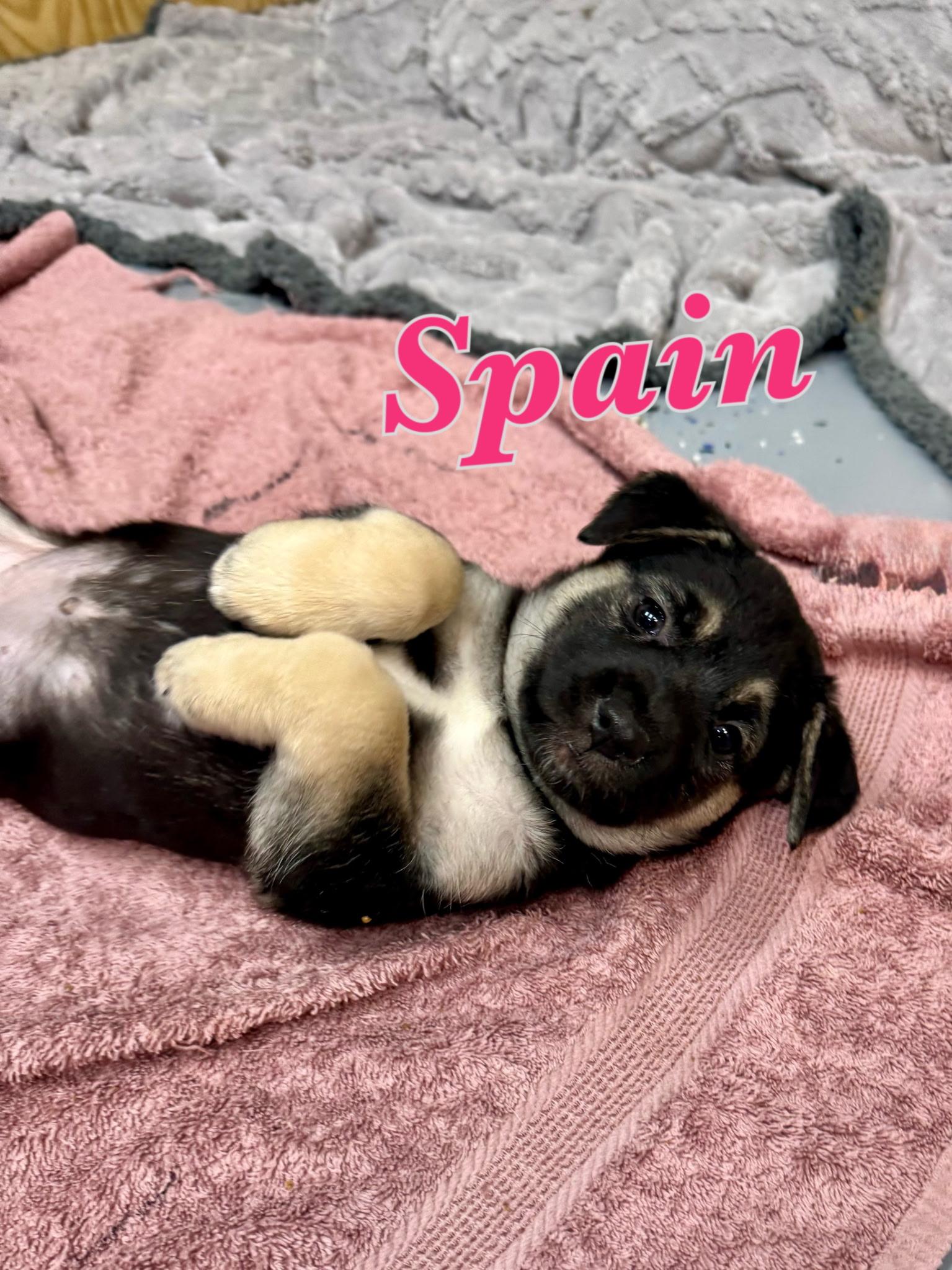 Spain, ADOPTABLE, Puppy Female Mixed Breed & German Shepherd Dog.