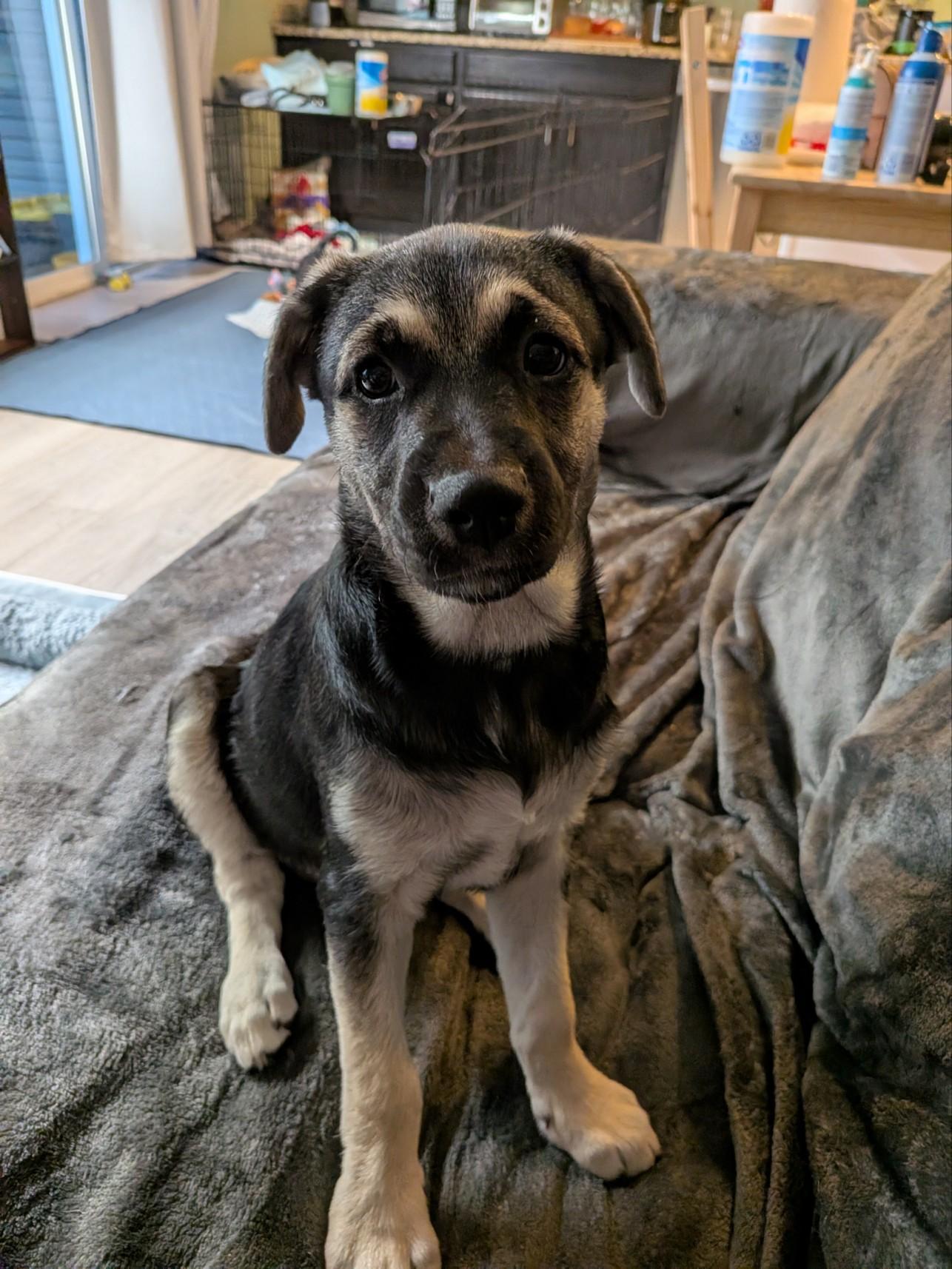 Enlarge Spain, a Adoptable mixed breed in Parker, CO image 4/4