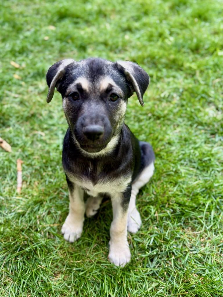 Spain, Adoptable, Puppy Female Mixed Breed & German Shepherd Dog.