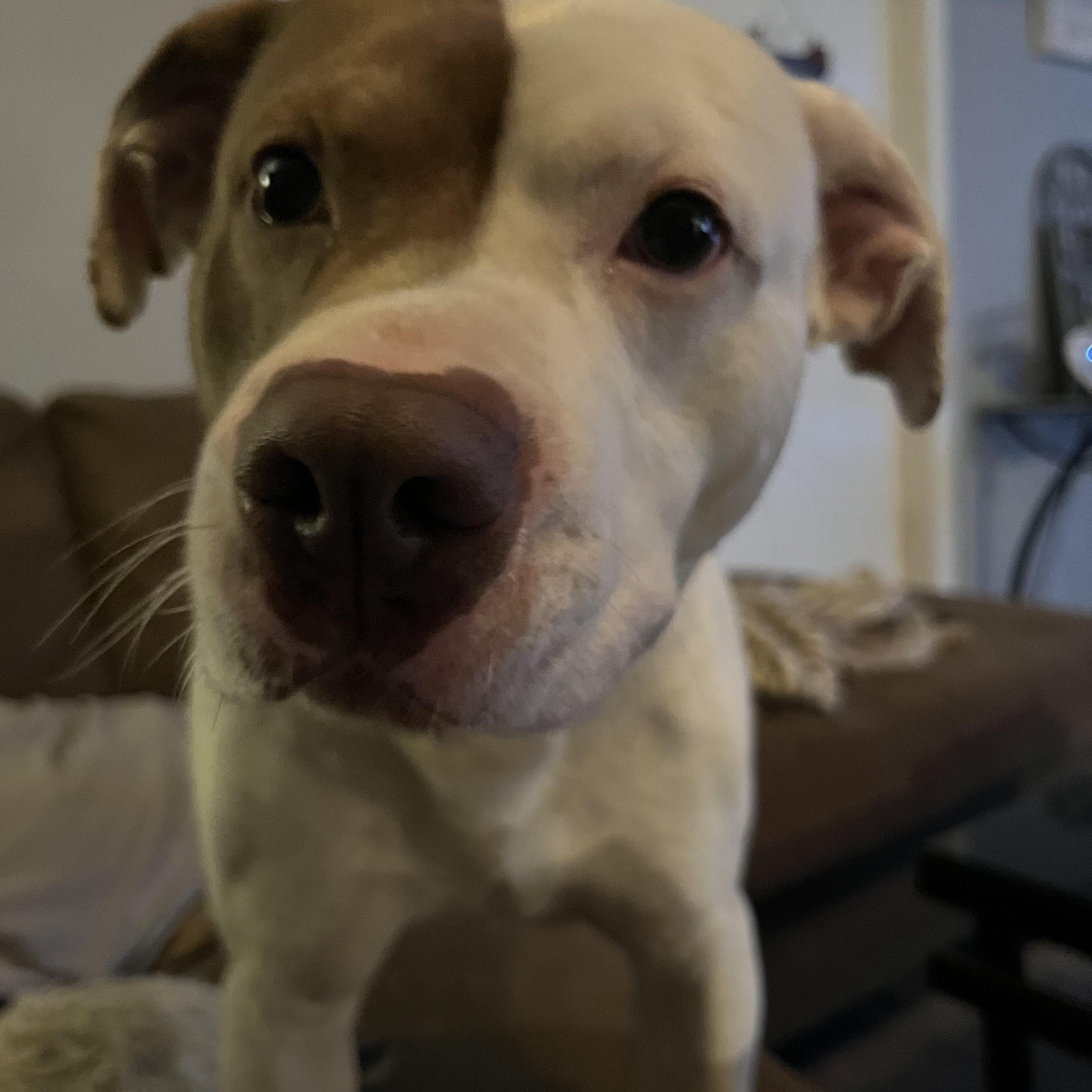 Cheeto (Foster Needed)