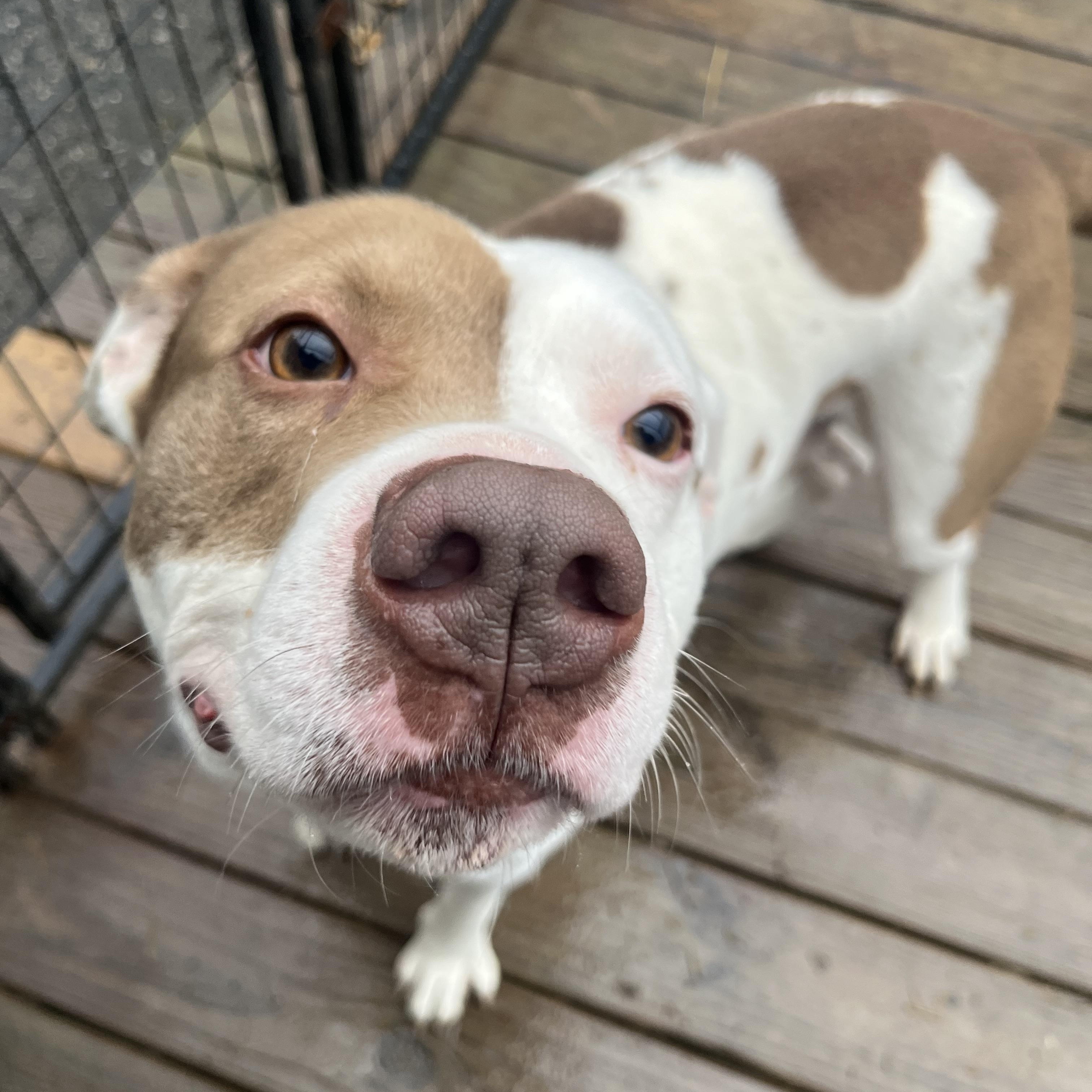 Cheeto (Foster Needed)