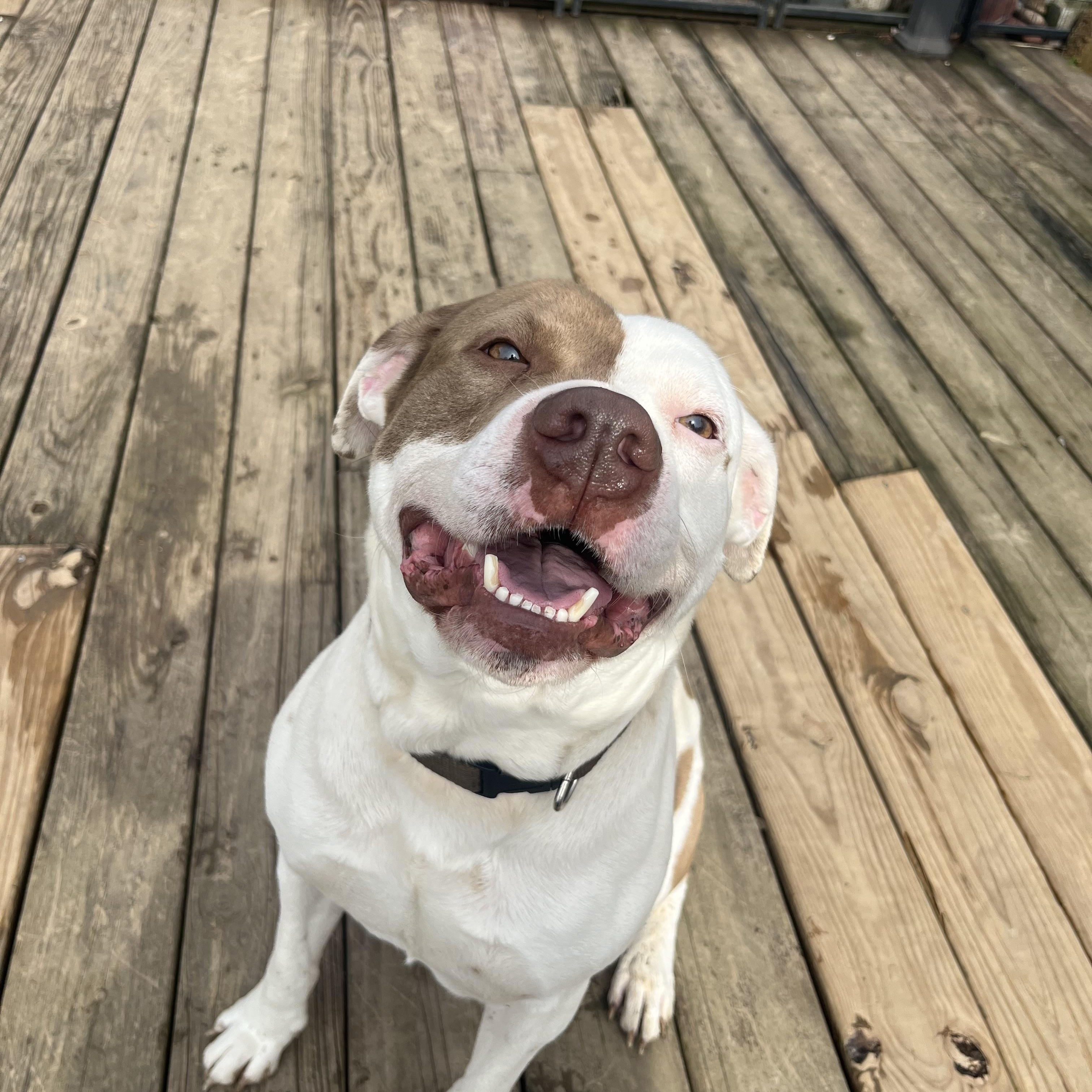 Cheeto (Foster Needed)