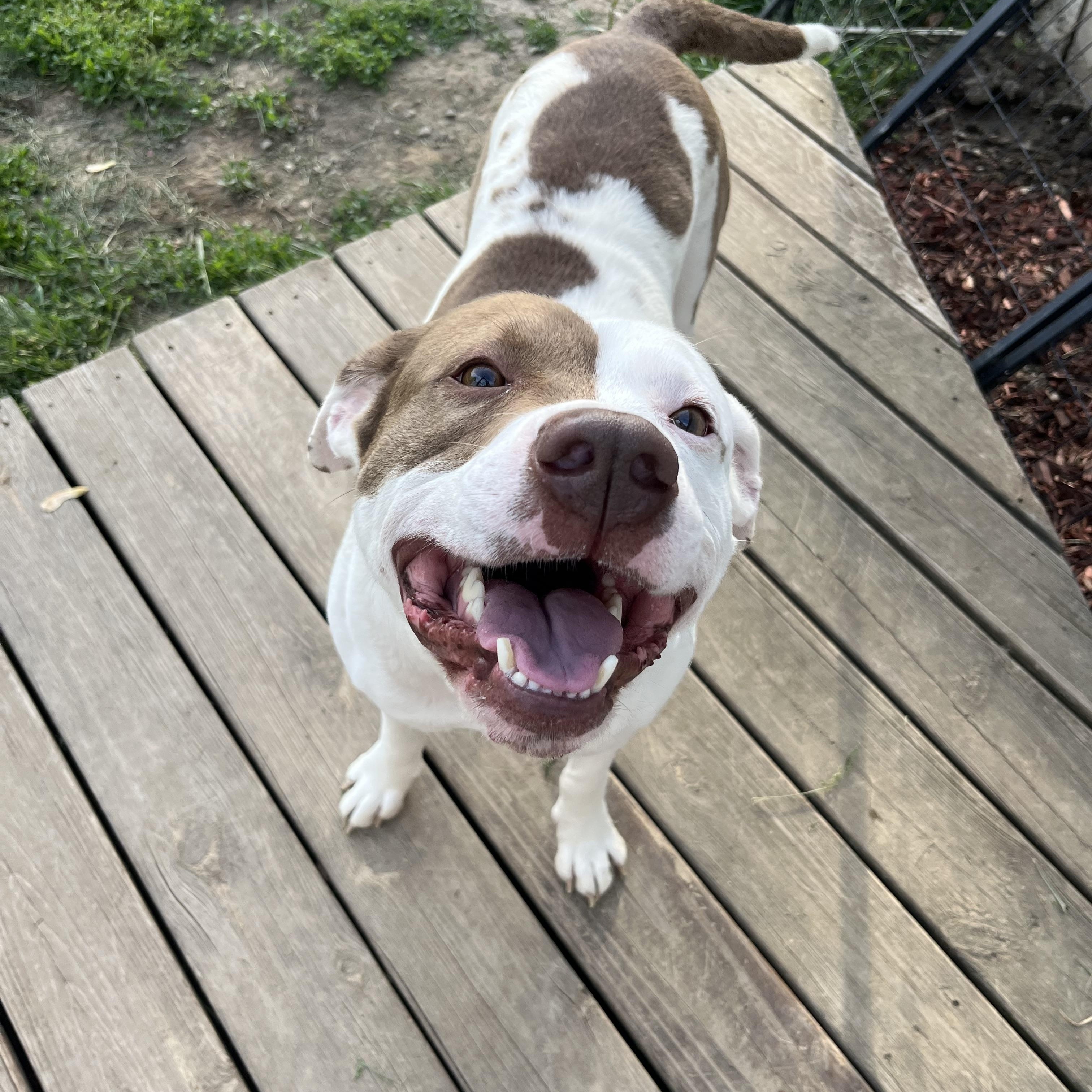 Cheeto (Foster Needed)